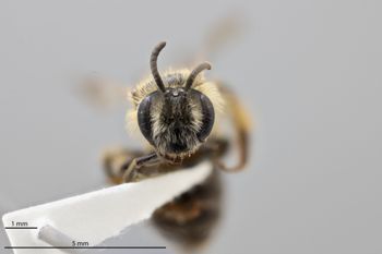 Media type: image;   Entomology 609603 Aspect: head frontal view